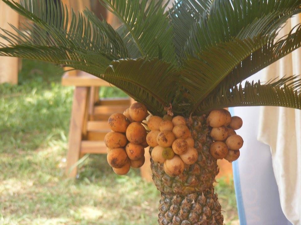 pencegahan corona virus